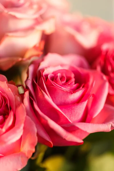 Bonitas rosas. —  Fotos de Stock