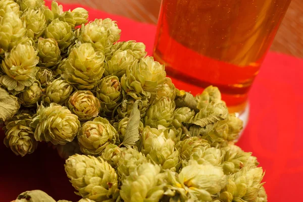 Fresh green hops — Stock Photo, Image