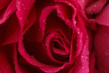 Pembe gül gülümsemek