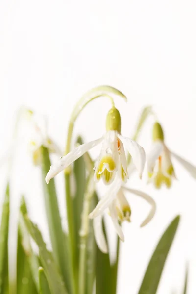 Flores de gota de neve — Fotografia de Stock