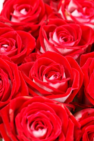 Rose rosse — Foto Stock