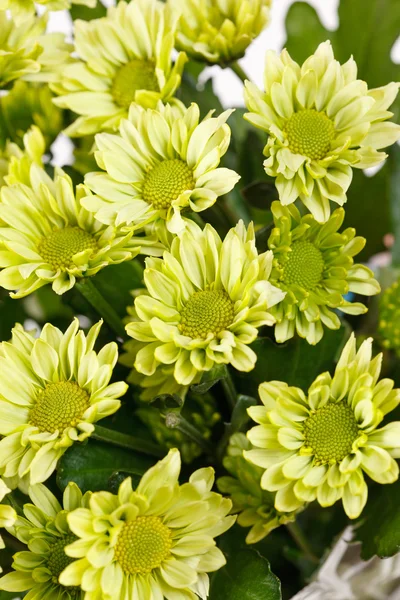 Flores de crisantemo — Foto de Stock