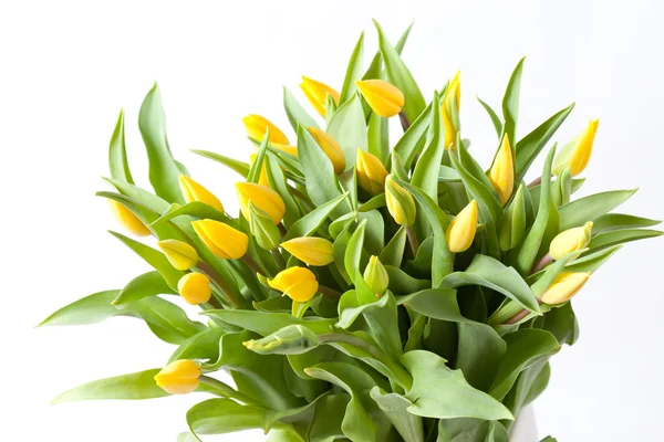 Schöne Tulpen — Stockfoto