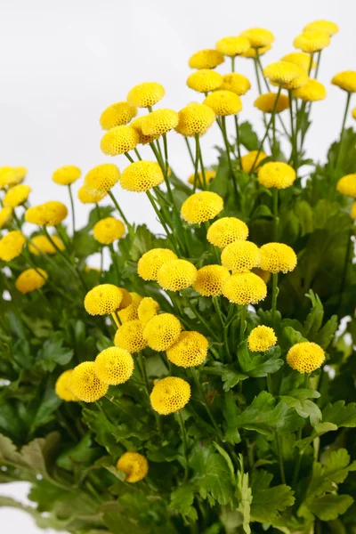 Flores de crisântemo — Fotografia de Stock