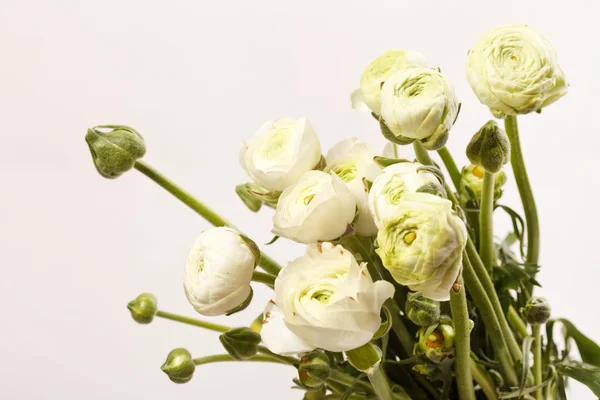 Ranunculus blanc — Photo