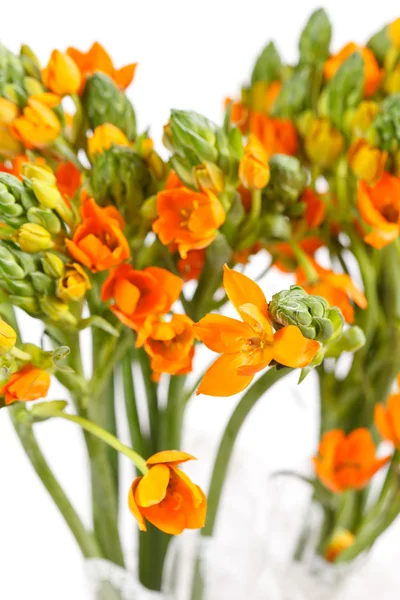 Freesia de laranja — Fotografia de Stock