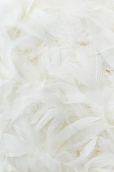 Color feathers — Stock Photo, Image