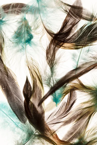 Цветные перья — стоковое фото
