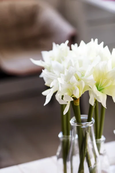 Flores brancas em vaso — Fotografia de Stock