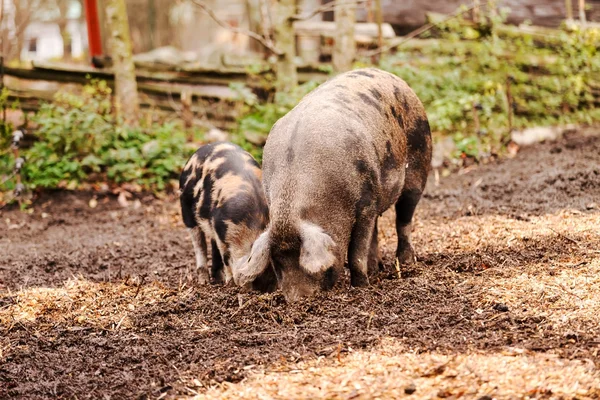 농장에 있는 돼지 — 스톡 사진