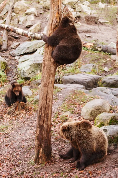 Urso castanho — Fotografia de Stock