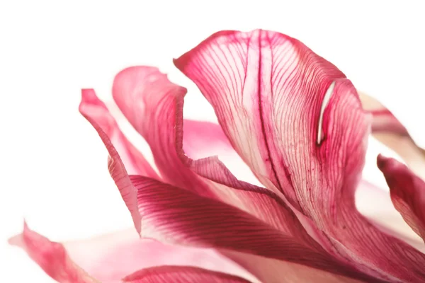 Красивый тюльпан — стоковое фото
