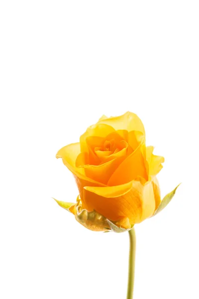 Beautiful rose — Stock Photo, Image