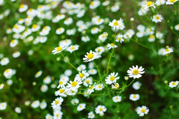 Champ de marguerite — Photo