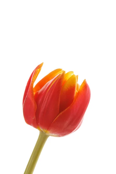 漂亮的郁金香 — 图库照片