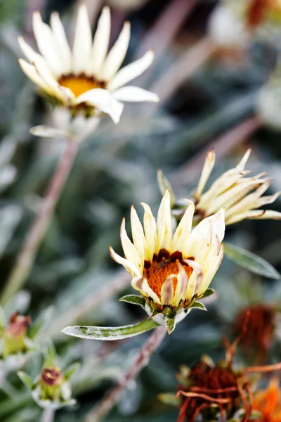 Flores de otoño —  Fotos de Stock