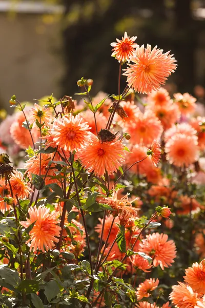 Színes dália virág — Stock Fotó