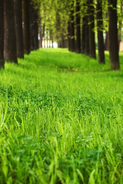 Beautiful park — Stock Photo, Image