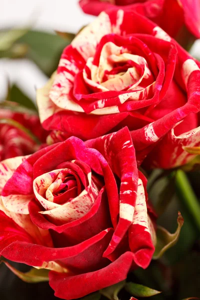 Schöne Rosen — Stockfoto