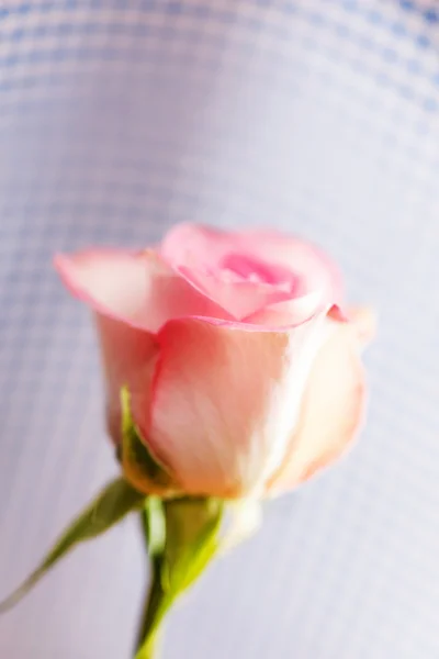 Trandafir frumos — Fotografie, imagine de stoc