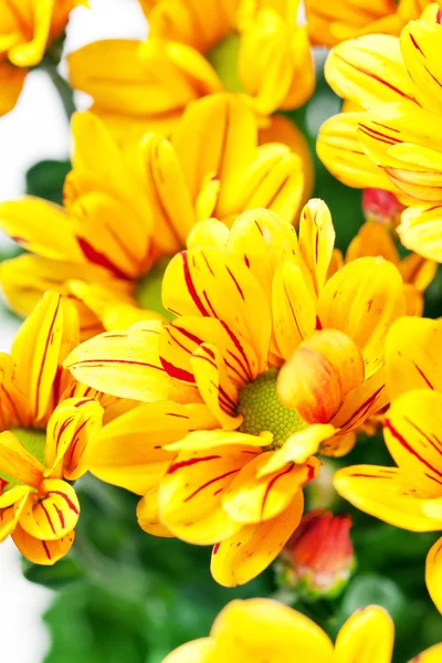 Chrysanthemenblüten — Stockfoto