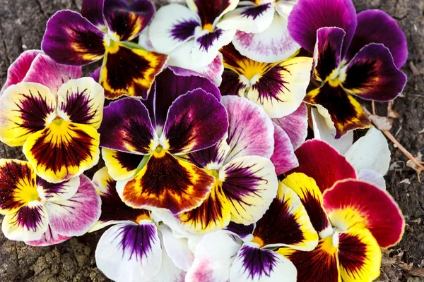 Pansies. — Fotografia de Stock