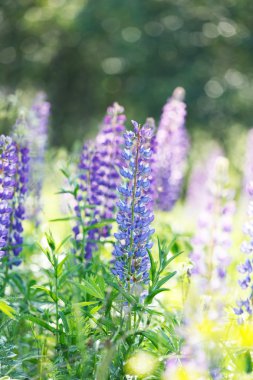 vahşi lupines