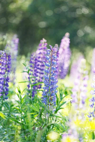 Wilde Lupinen — Stockfoto