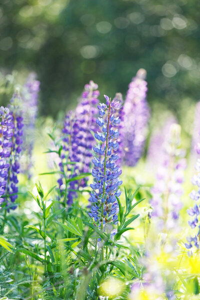 Wild lupines