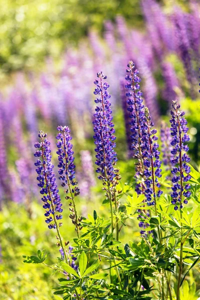 Lupini selvatici — Foto Stock