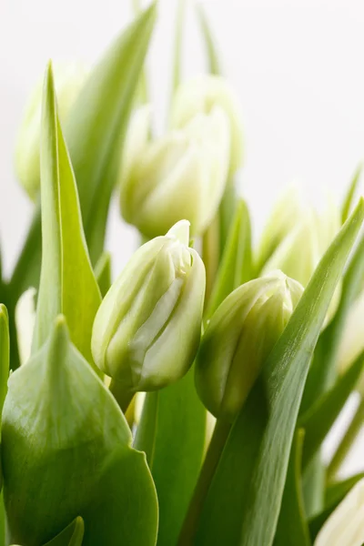 Zelené tulipány — Stock fotografie