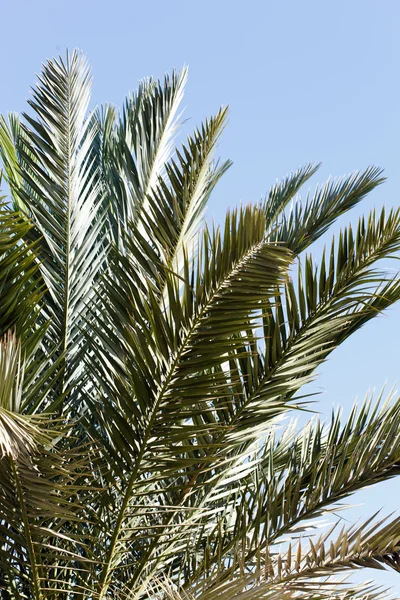 Palm tree over blue sky — Stock Photo, Image