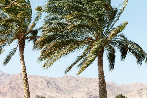 Palm in Dahab — Stockfoto