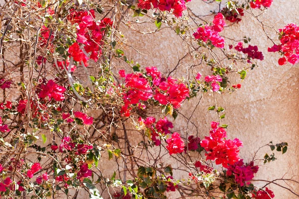 Bougainvillea Egyptissä — kuvapankkivalokuva