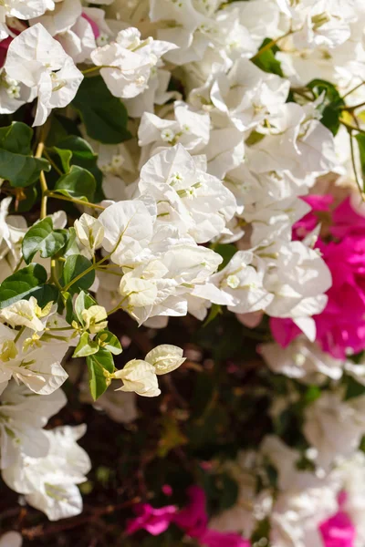 Flores de verão — Fotografia de Stock