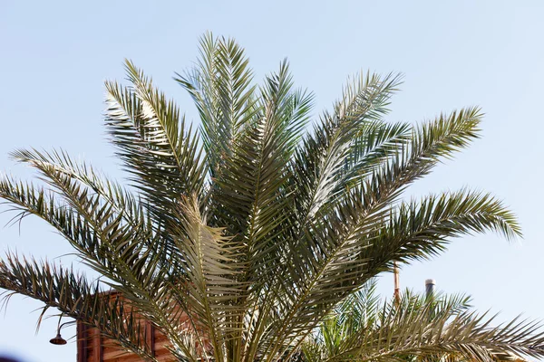 Palmboom boven blauwe lucht — Stockfoto