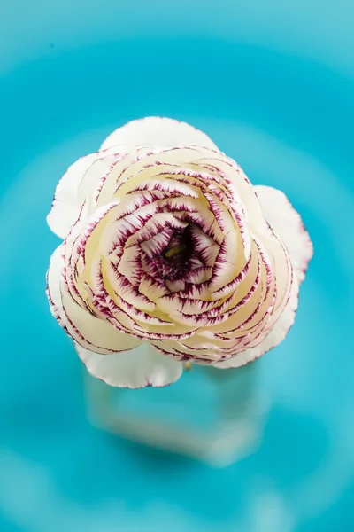 Ranunculus in vaas — Stockfoto