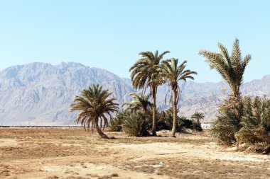 Palm in desert clipart