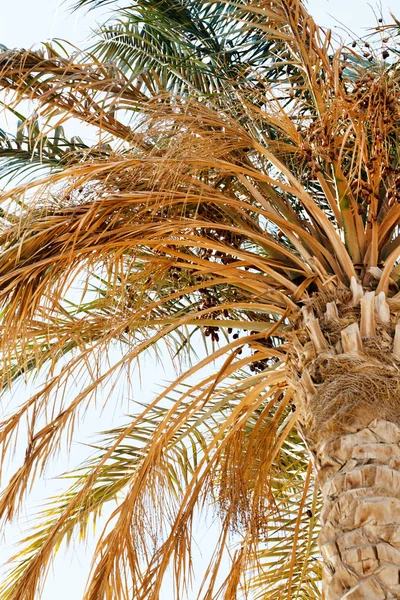 Palm over blue sky — Stock Photo, Image