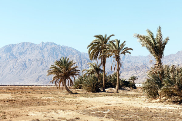 Пальма в пустыне
