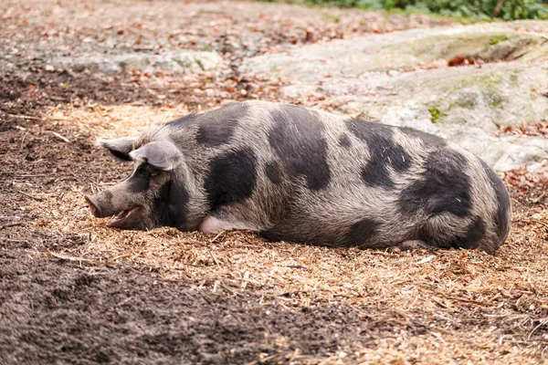 Cerdos en la granja —  Fotos de Stock