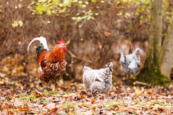 Pollo in azienda — Foto Stock