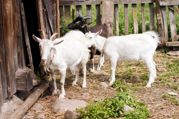 Pet goats — Stock Photo, Image