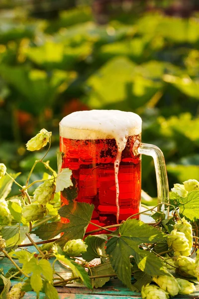Hops with beer — Stock Photo, Image