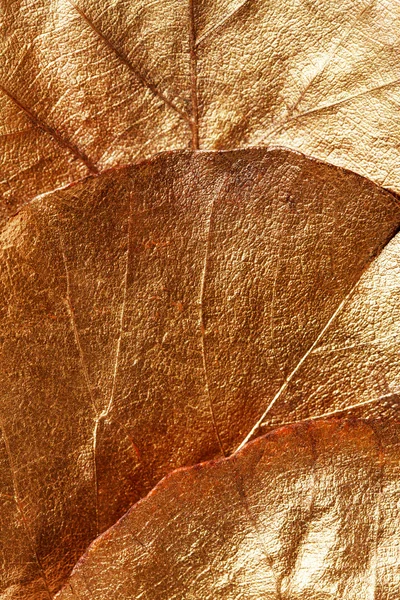 Feuilles texture — Photo