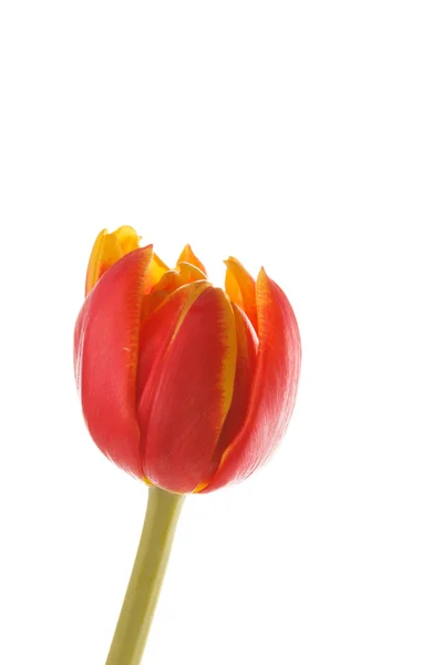 Schöne Tulpe — Stockfoto