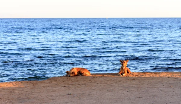 Cães na praia — Fotografia de Stock