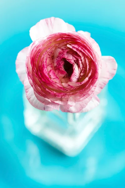 Ranunculus en jarrón — Foto de Stock