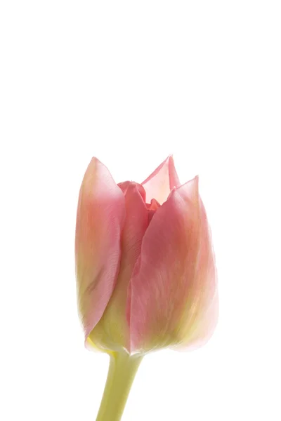 Bonita tulipa — Fotografia de Stock