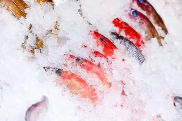 Fisch auf Eis — Stockfoto